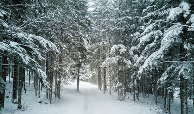 雪落在树上和地上